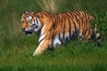 Amur Tiger in a green field