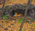 Amur tiger hid under a canopy of rain. beautiful big cat in the Woods.