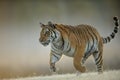 Amur tiger when hunting from closeup view. Dangerous animal, taiga Russia. Siberian tiger, Panthera tigris altaica.