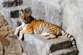 Amur tiger lays at stone steps