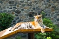 Amur tiger lies resting and basking in the sun