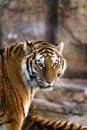 An amur tiger looking into the camera