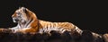 Amur tiger lying down on wooden deck on black Royalty Free Stock Photo
