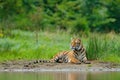 Amur tiger lying near lake water. Danger animal, tajga, Russia. Animal in green forest stream. Grey stone, river droplet. Siberian Royalty Free Stock Photo