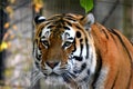 Amur tiger Panthera tigris altaica Royalty Free Stock Photo