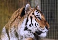 Amur Tiger / Panthera Tigris Altaica Royalty Free Stock Photo