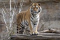 Amur Tiger, Panthera tigris altaica, closely monitors nearby Royalty Free Stock Photo