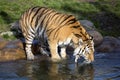 Amur tiger, Panthera tigris altaica, drinking water Royalty Free Stock Photo