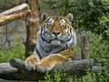 Amur Tiger, Panthera tigris altaica, the largest tiger, lies and observes the surroundings