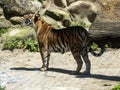 Amur Tiger, Panthera tigris altaica, observes a flying bird Royalty Free Stock Photo