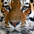 Amur tiger Panthera tigris altaica portrait Royalty Free Stock Photo