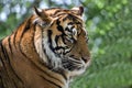 Face of Amur tiger close up. Siberian tiger