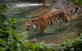 Amur Tiger (Panthera tigris) in Pool Royalty Free Stock Photo
