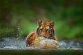 Amur tiger playing in river water. Danger animal, tajga, Russia. Animal in green forest stream. Grey stone, river droplet. Siberia