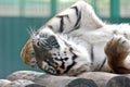 Amur tiger put his paw on vacation Royalty Free Stock Photo