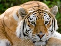 An Amur Tiger