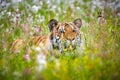 The Siberian tiger Amur tiger - Panthera tigris altaica in his natural environment in beautiful country