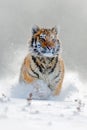 Amur tiger running in the snow. Action wildlife scene with danger animal. Cold winter in tajga, Russia. Snowflake with beautiful S Royalty Free Stock Photo