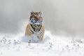 Amur tiger running in the snow. Tiger in wild winter nature. Action wildlife scene with danger animal. Cold winter in tajga, Russi