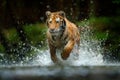 Amur tiger playing in the water, Siberia. Dangerous animal, tajga, Russia. Animal in green forest stream. Siberian tiger splashing Royalty Free Stock Photo