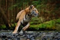 Amur tiger running in the water, Siberia. Dangerous animal, tajga, Russia. Animal in green forest stream. Siberian tiger splashing Royalty Free Stock Photo