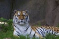 Amur Tiger 845720