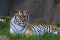 Amur Tiger 845724