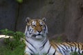 Amur Tiger 845719