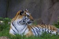 Amur Tiger 845722