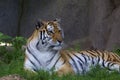 Amur Tiger 845723