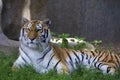 Amur Tiger 845725