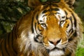 Amur Tiger / Siberian Tiger portrait. Close up of face with bright yellow eyes shining in the sun. Royalty Free Stock Photo