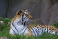 Amur Tiger   845721 Royalty Free Stock Photo