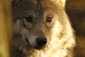 European, timber wolf portraits