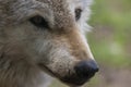 European, timber wolf portraits