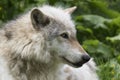 European, timber wolf portraits