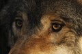 European, timber wolf portraits