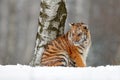 Amur tiger sitting in snow. Tiger in wild winter nature. Action wildlife scene with danger animal. Cold winter in tajga. Snowflake