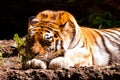 Amur tiger sleeping Royalty Free Stock Photo