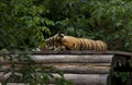 Amur tiger is sleeping Royalty Free Stock Photo