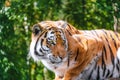 Amur tiger stares intently to side