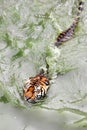 Amur tiger swimming in the pool. Portrait of a swimming Siberian Tiger in the safari park. Royalty Free Stock Photo