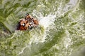 Amur tiger swimming in the pool. Portrait of a swimming Siberian Tiger in the safari park. Royalty Free Stock Photo