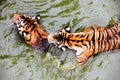 Amur tiger swimming in the pool. Portrait of a swimming Siberian Tiger in the safari park. Royalty Free Stock Photo