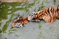 Amur tiger swimming in the pool. Portrait of a swimming Siberian Tiger in the safari park. Royalty Free Stock Photo