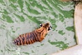 Amur tiger swimming in the pool. Portrait of a swimming Siberian Tiger in the safari park. Royalty Free Stock Photo