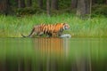 Amur tiger walking in lake water. Danger animal, tajga, Russia. Animal in green forest stream. Grey stone, river droplet. Siberian