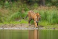 Amur tiger walking near river water. Siberian tiger action wildlife scene, wild cat, nature habitat. Tiger, green water grass. Dan