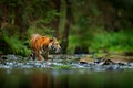 Amur tiger walking in river water. Danger animal, tajga, Russia. Animal in green forest stream. Grey stone, river droplet. Siberia