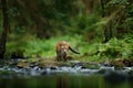 Amur tiger walking in river water. Danger animal, tajga, Russia. Animal in green forest stream. Grey stone, river droplet. Siberia Royalty Free Stock Photo